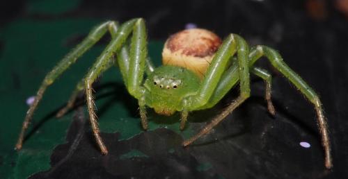Réf. 96 078 : Diaea dorsata