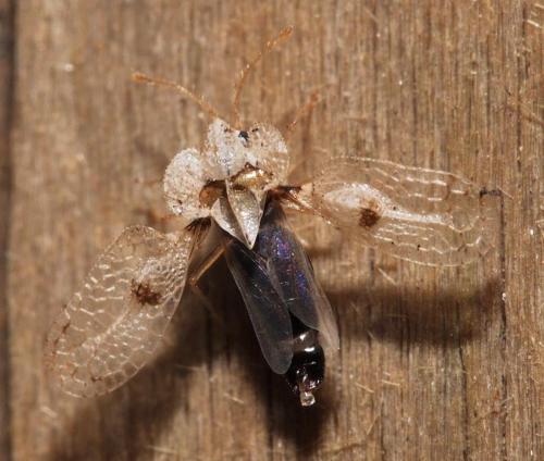 Corythucha ciliata