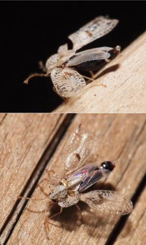 Corythucha ciliata