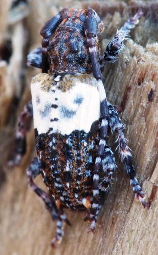 Réf. 96 086 : Pogonocherus hispidulus