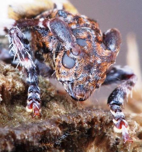 Réf. 96 087 : Pogonocherus hispidulus