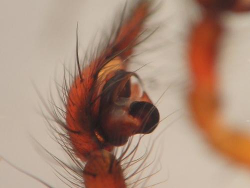 Réf. 96 623 : Eratigena inermis