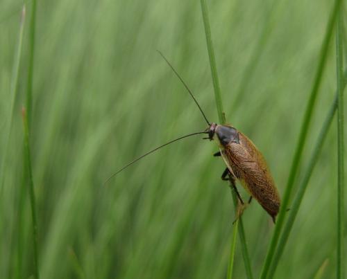 Ectobius lapponicus