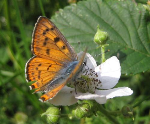 Réf. 96 693 : Lycaena alciphron