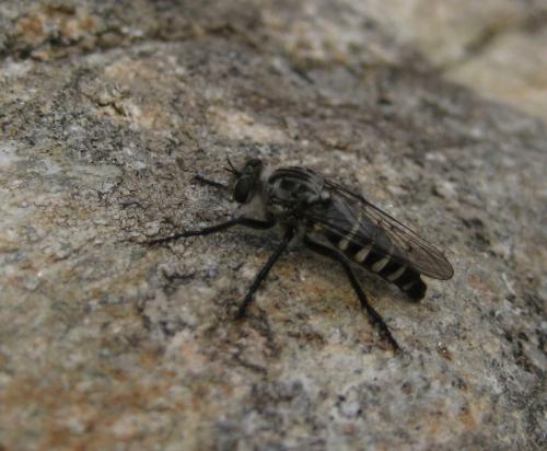 Réf. 96 830 : Cyrtopogon lateralis