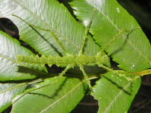 Cnipsus rachis