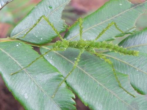 Réf. 96 715 : Cnipsus rachis