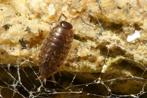 Philoscia muscorum