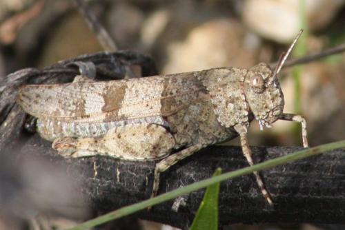 Réf. 96 099 : Oedipoda caerulescens caerulescens