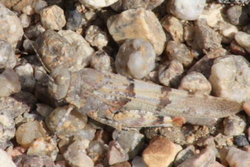 Réf. 96 168 : Sphingonotus caerulans