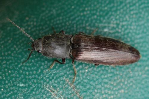 Réf. 96 712 : Athous haemorrhoidalis