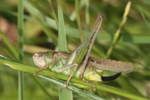 Réf. 96 365 : Platycleis albopunctata