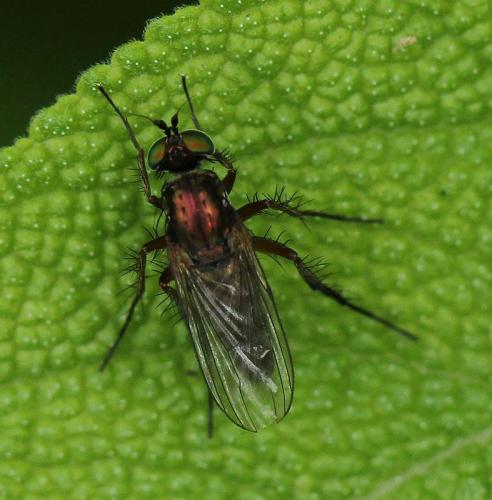 Dolichopus ungulatus