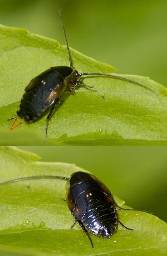 Réf. 96 729 : Ectobius lucidus