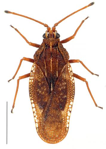 Physatocheila sp.