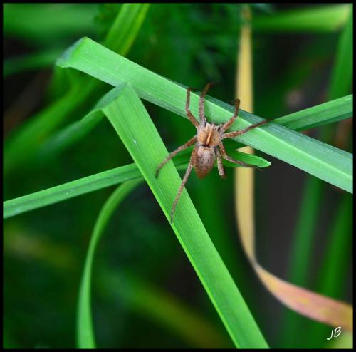 Pisaura mirabilis
