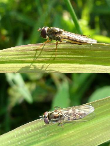 Réf. 96 120 : Platycheirus sp.