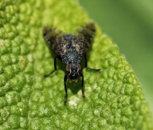 Réf. 96 564 : Platystoma seminationis