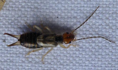 Forficula auricularia