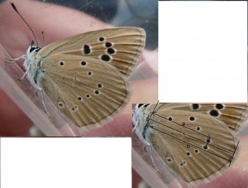 Réf. 96 534 : Polyommatus sp.