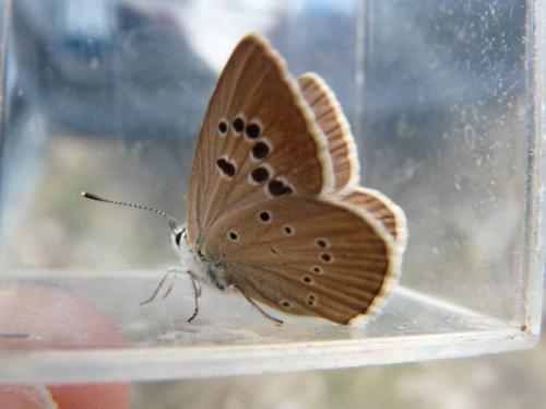 Polyommatus sp.