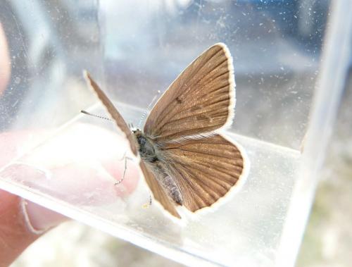 Polyommatus sp.