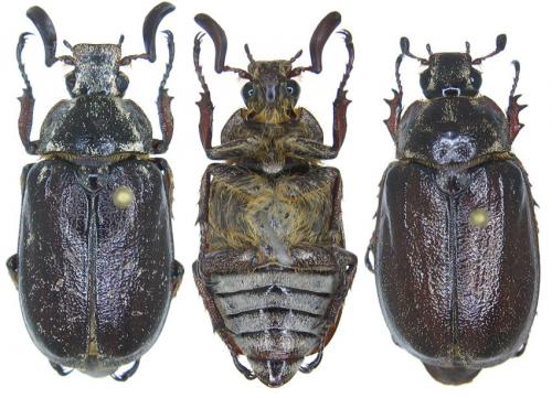 Réf. 96 655 : Polyphylla maroccana maroccana