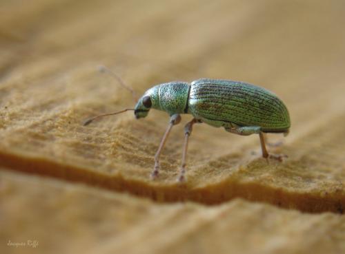 Réf. 96 378 : Polydrusus formosus