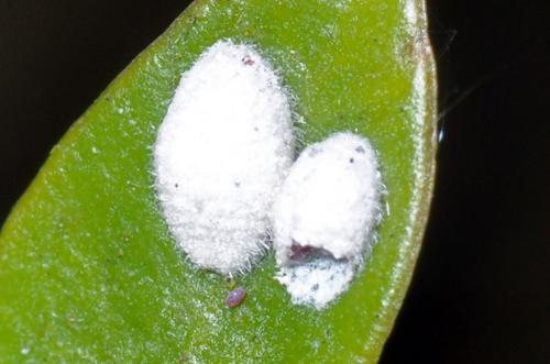 Lichtensia viburni