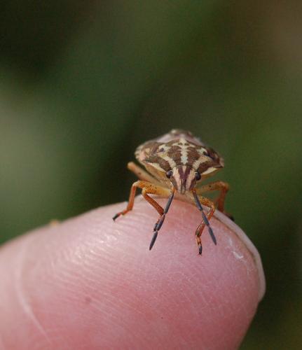 Carpocoris sp.