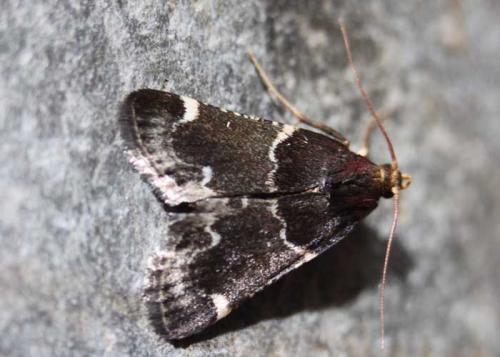 Réf. 96 882 : Pyralis lienigialis