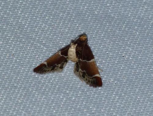 Réf. 96 863 : Pyralis lienigialis