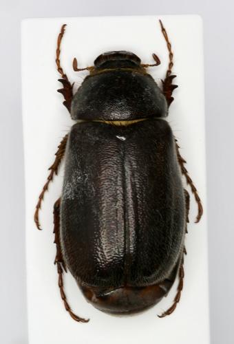 Haplidia transversa cretica
