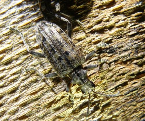 Rhagium inquisitor