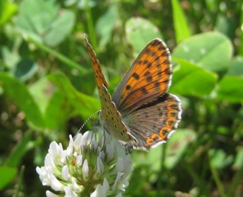 Lycaena tityrus