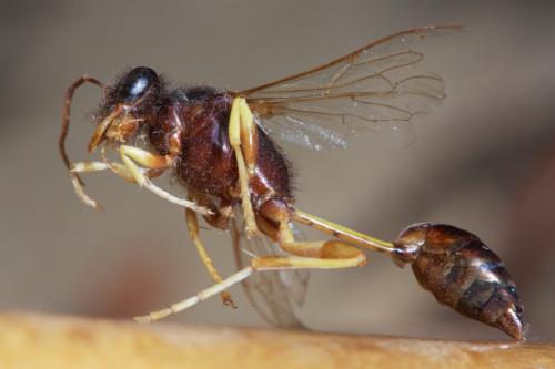 Sceliphron sp.