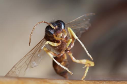 Sceliphron sp.