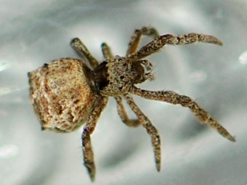 Hyptiotes paradoxus