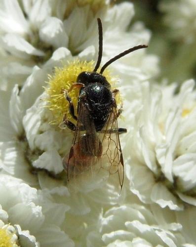 Réf. 96 787 : Sphecodes sp.