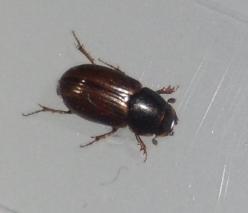 Melinopterus consputus