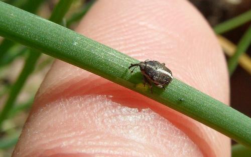 Oprohinus suturalis