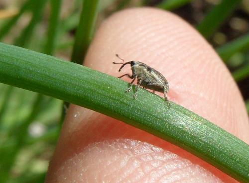 Oprohinus suturalis