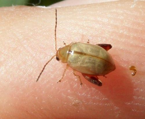 Longitarsus sp.