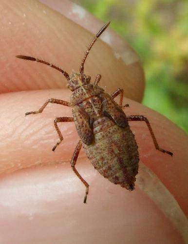 Corizus hyoscyami hyoscyami