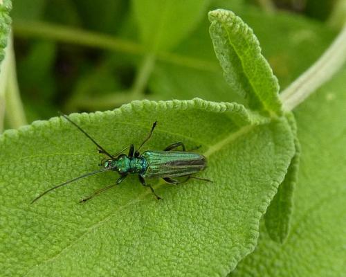 Oedemera nobilis