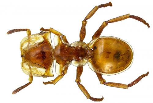 Cephalotes clypeatus