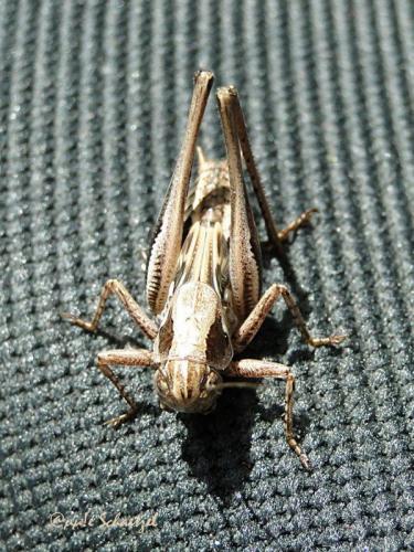 Platycleis sp.