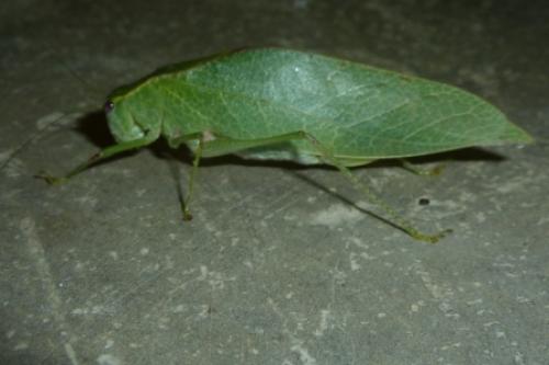 Arantia sp.