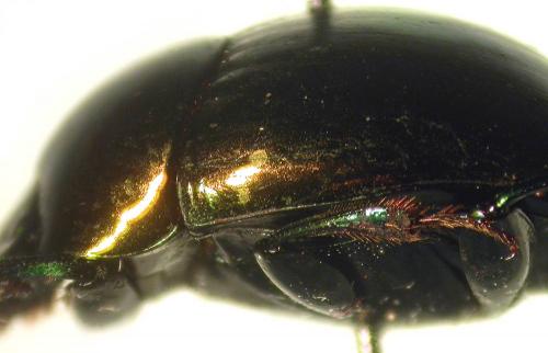 Epilissus splendidus