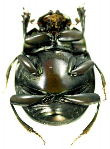 Epilissus splendidus